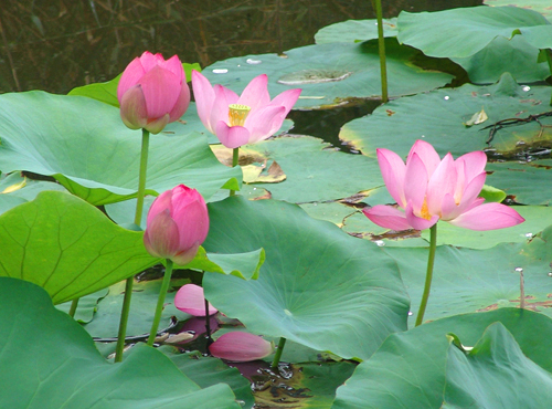 boating around water lily 