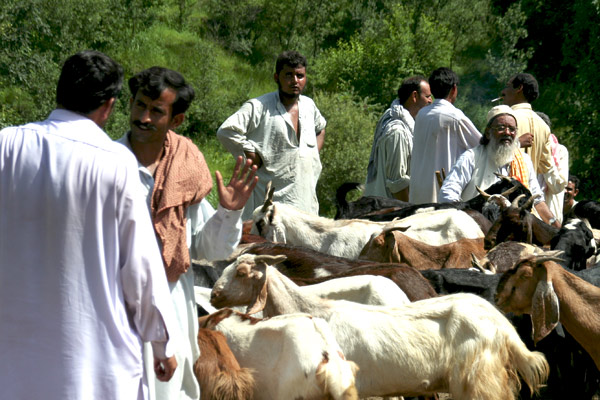 Animal Market