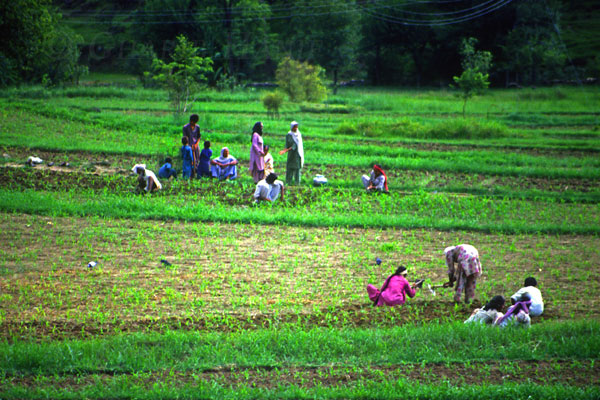 Working the fields