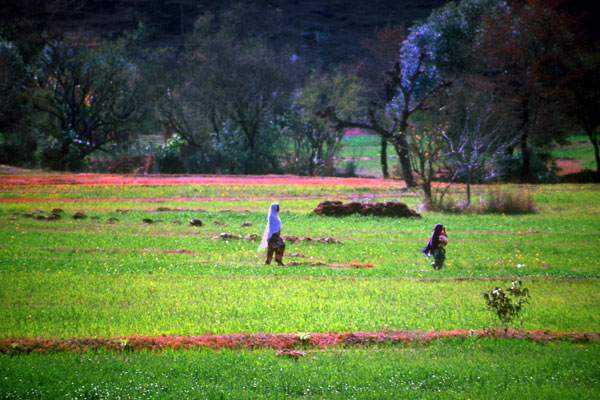 Fields