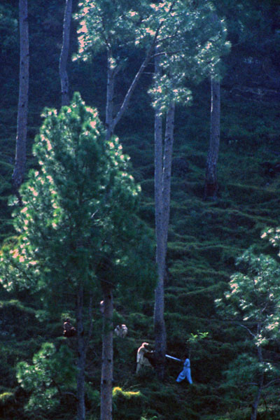 Illegal tree-felling