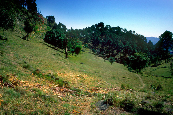 Field