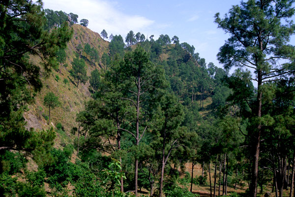 Forest