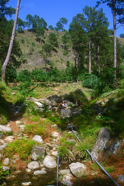 Forest