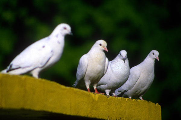 Pidgeons
