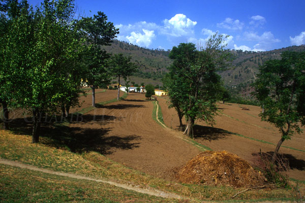 Fields
