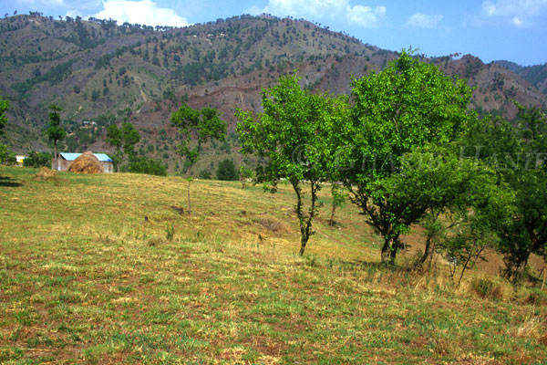 Fields