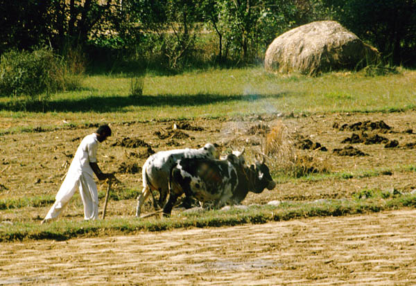 Ploughing the field