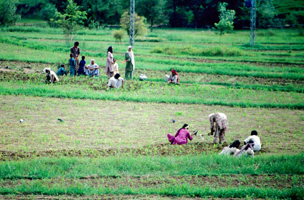 Working in the field