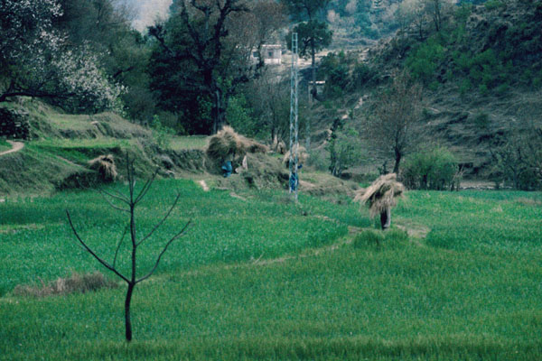 Hay moving