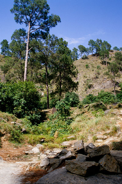 Forest