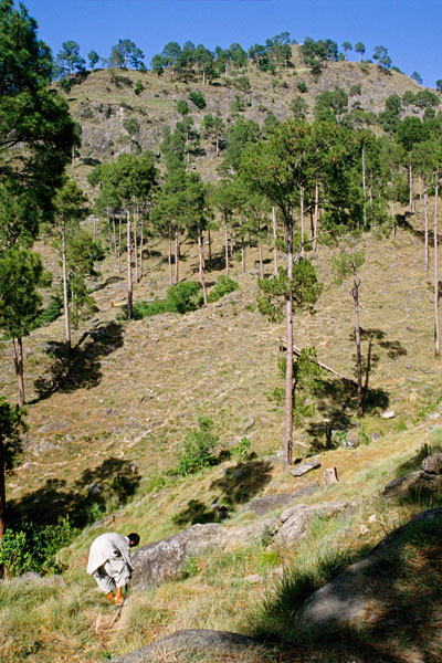 Combing the forest