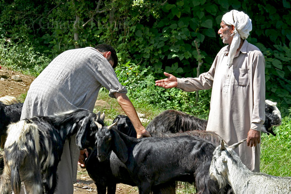 Inspecting