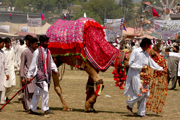 Camel
