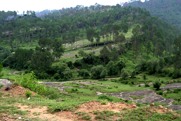 Forest