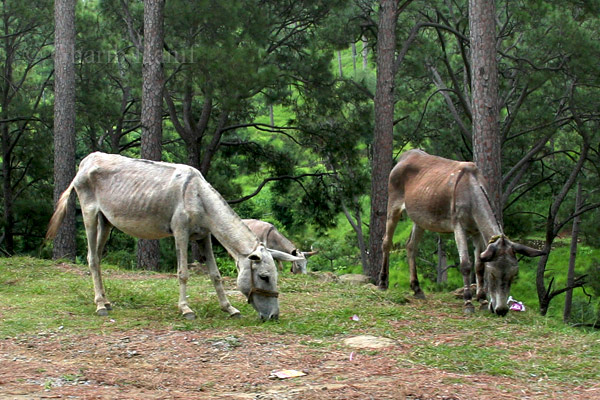 Grazing