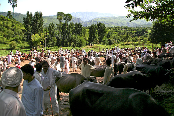 The Market