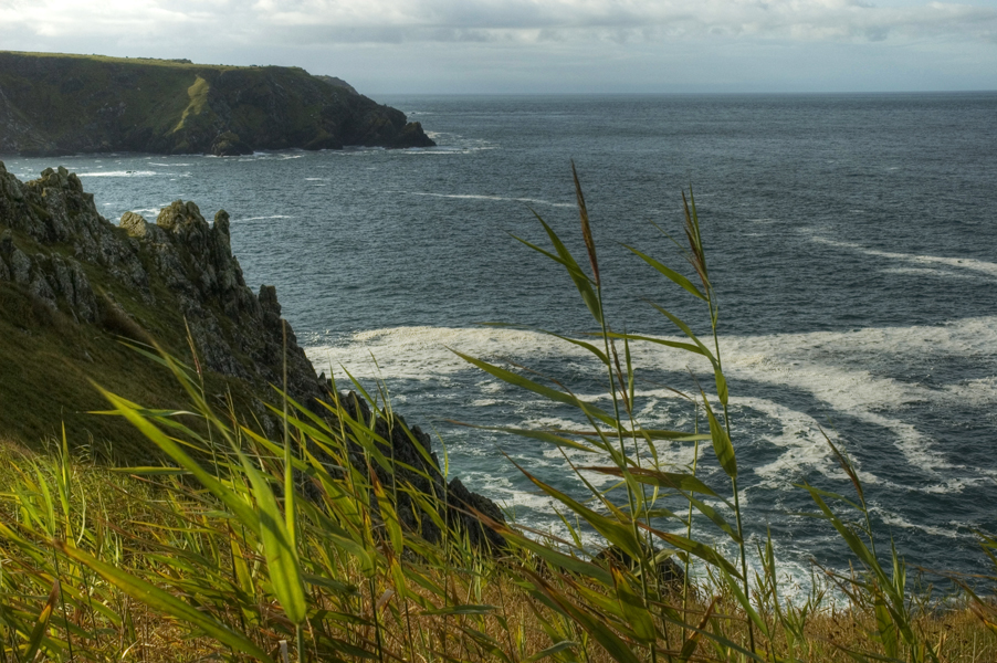sea reeds complete 72.jpg