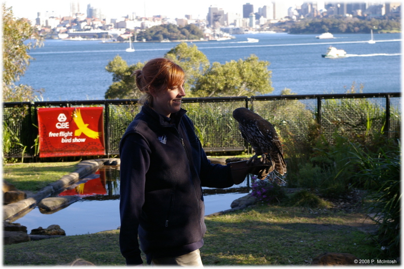 Barking owl