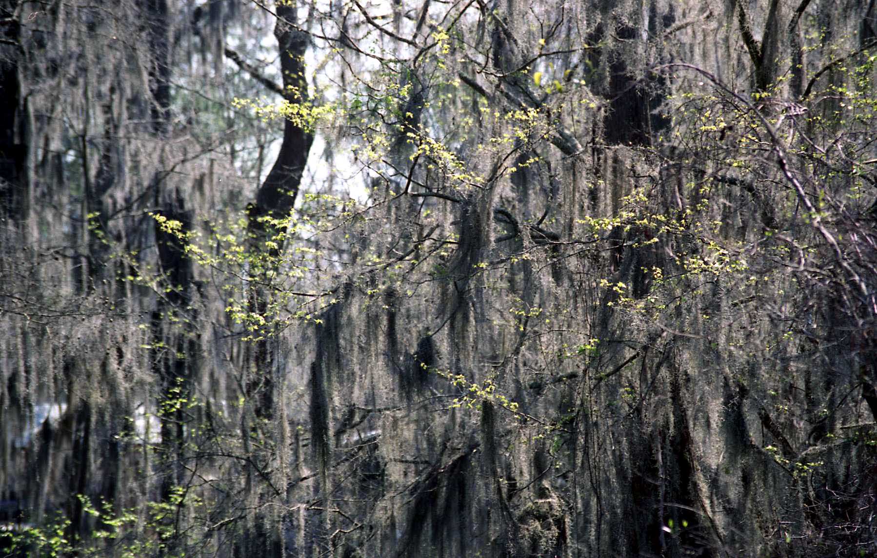 Mossy Caddo