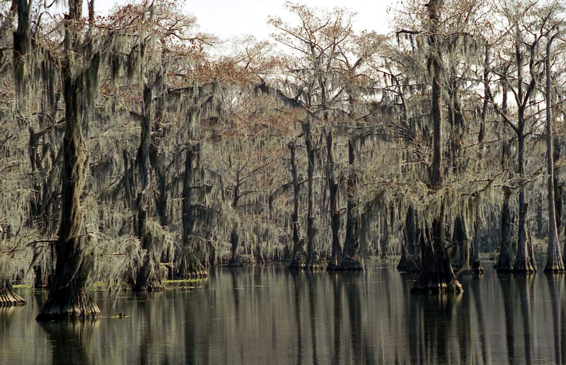 Caddo Lake