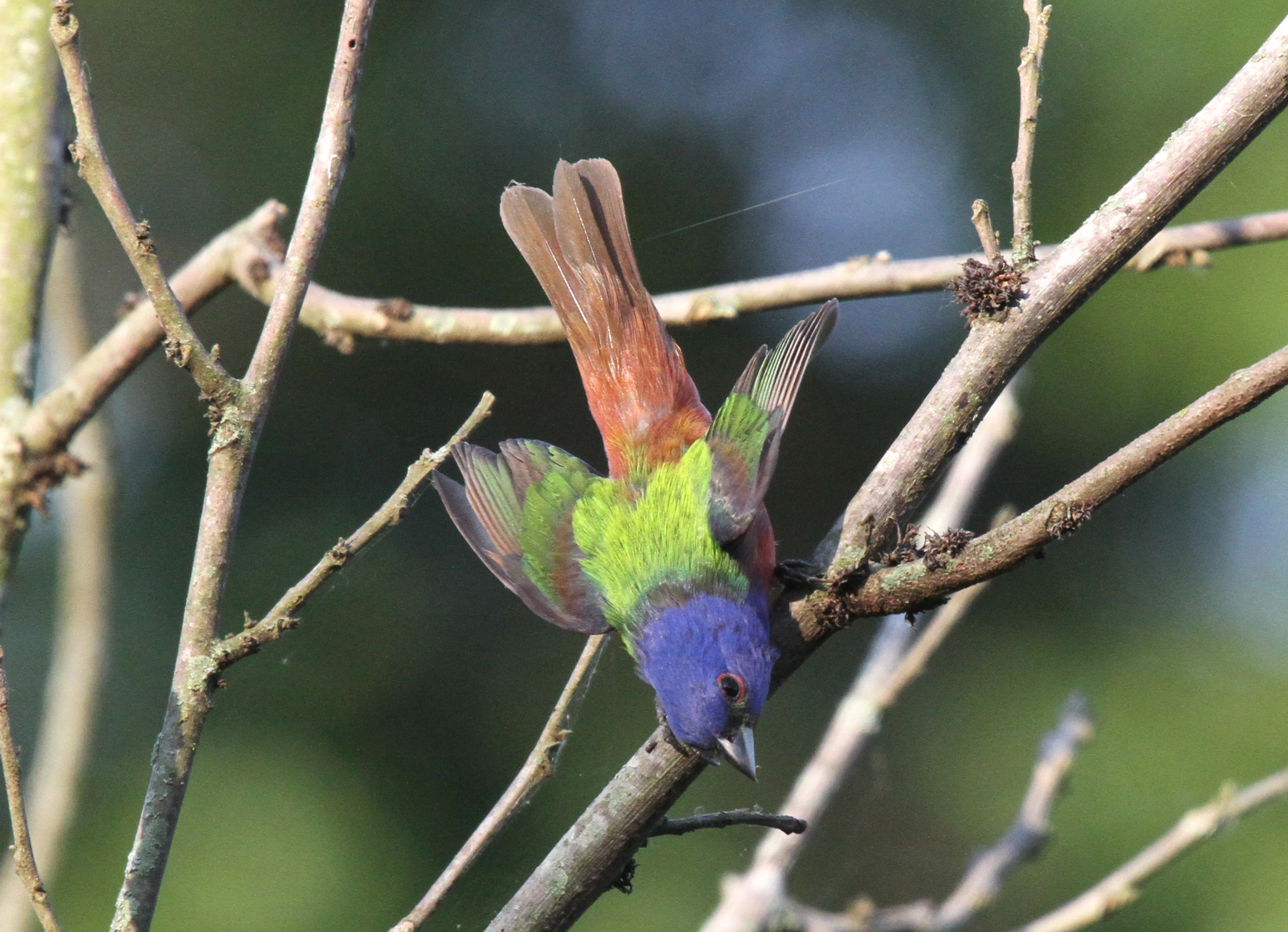 Painted Bunting