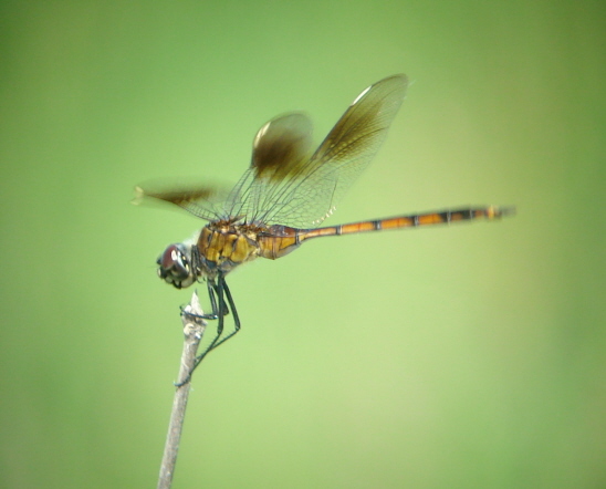 Four-spotted Pennant
