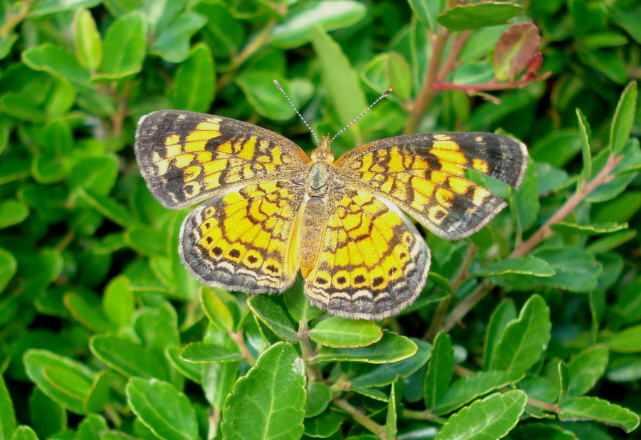 Pearl Crescent
