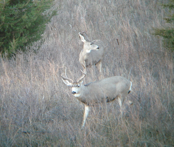 Mule Deer