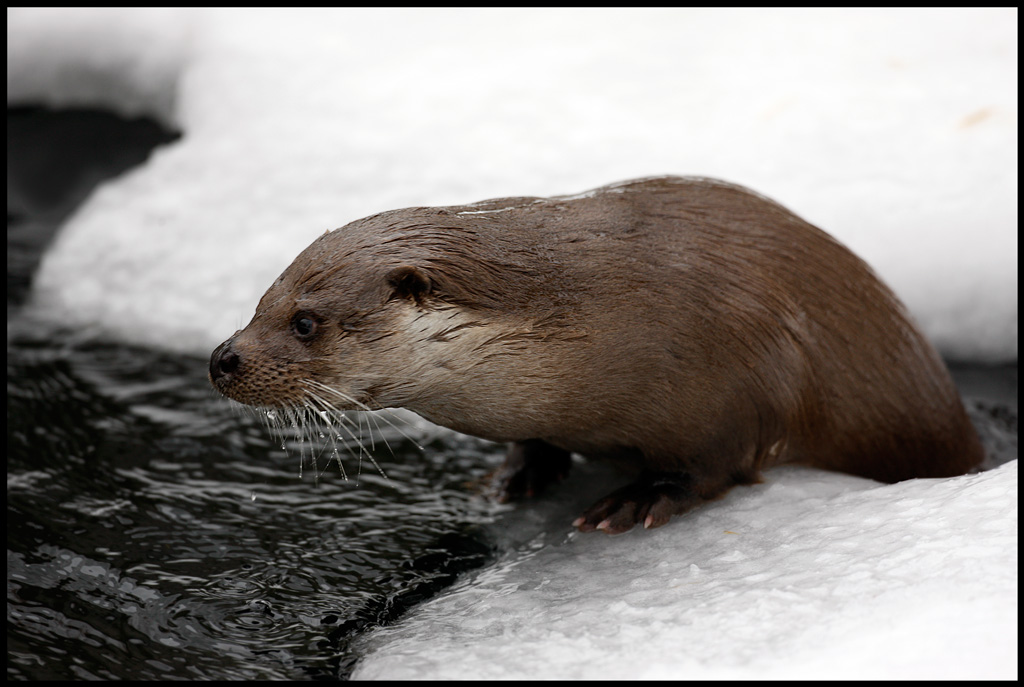 Eurasian Otter (Lutra lutra)