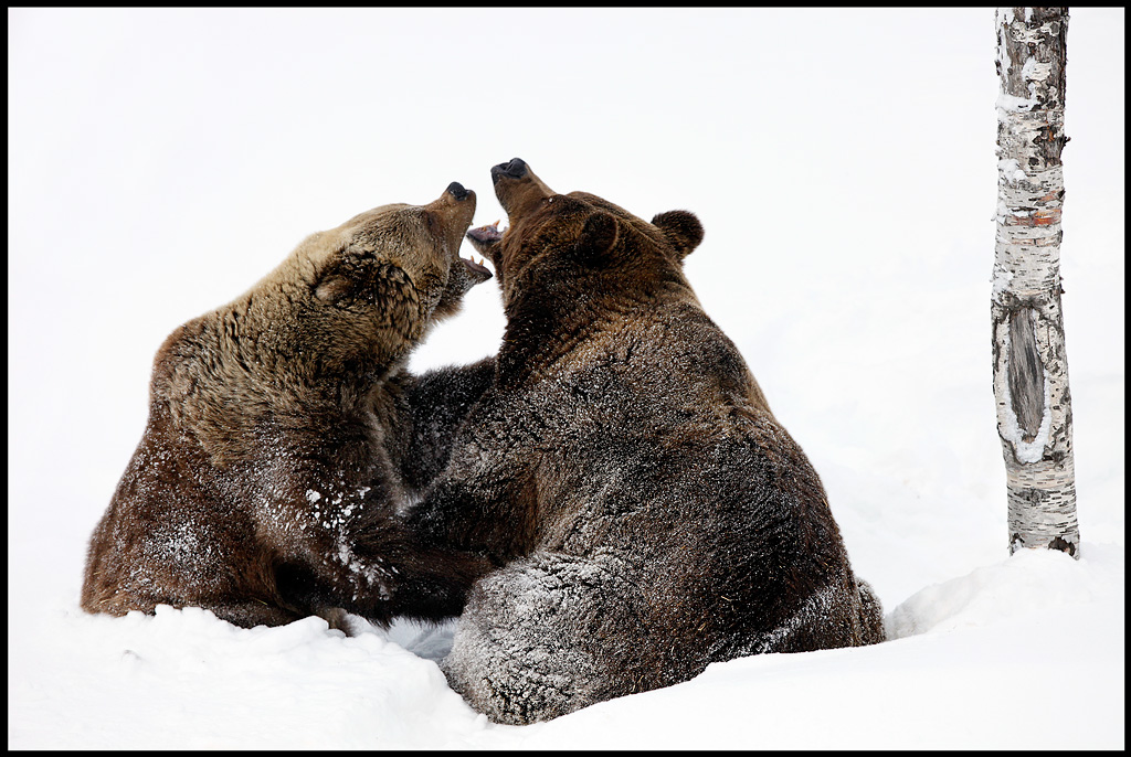 Brown Bears (Ursus arctos) first day out season...