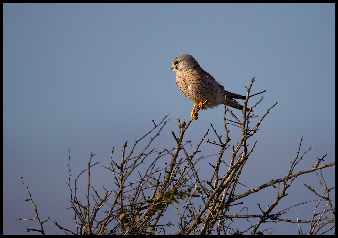 Kestrel on migration at Ottenby