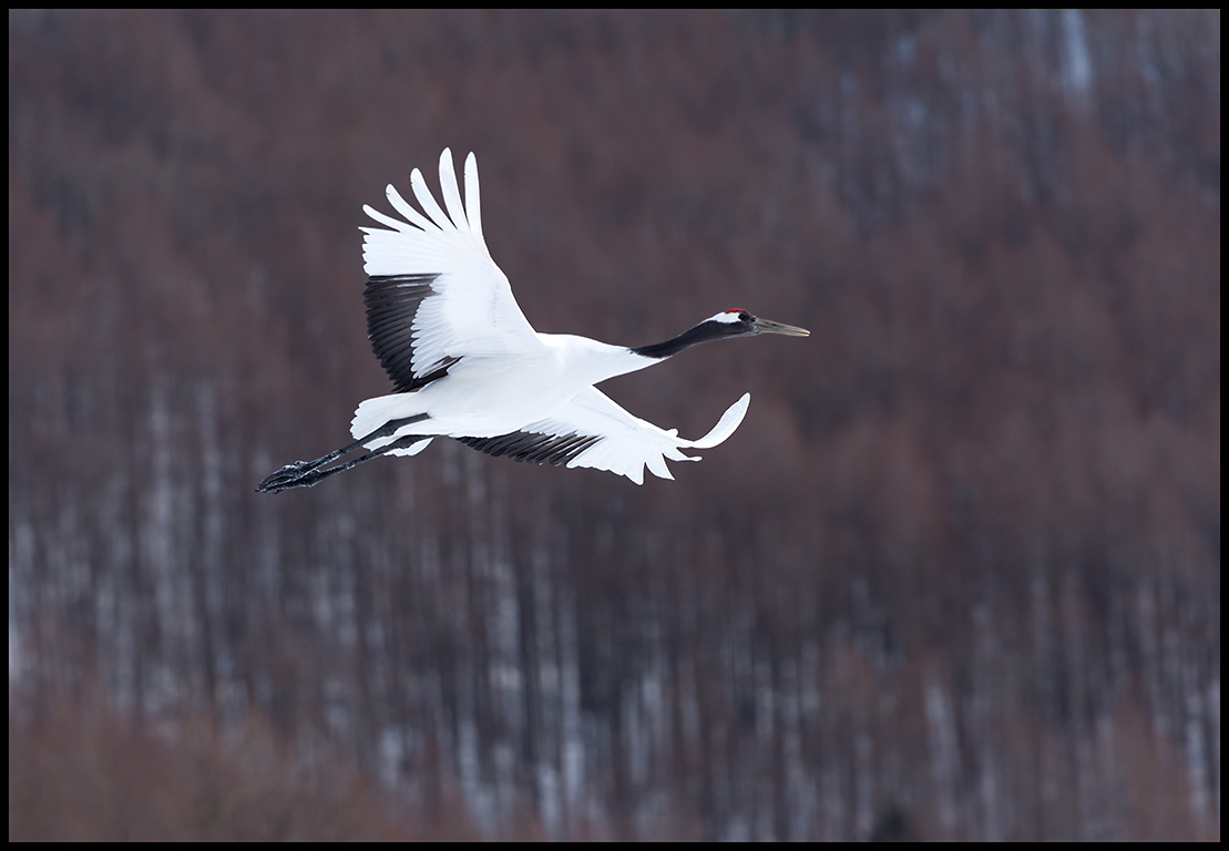 Flying Snow Crane