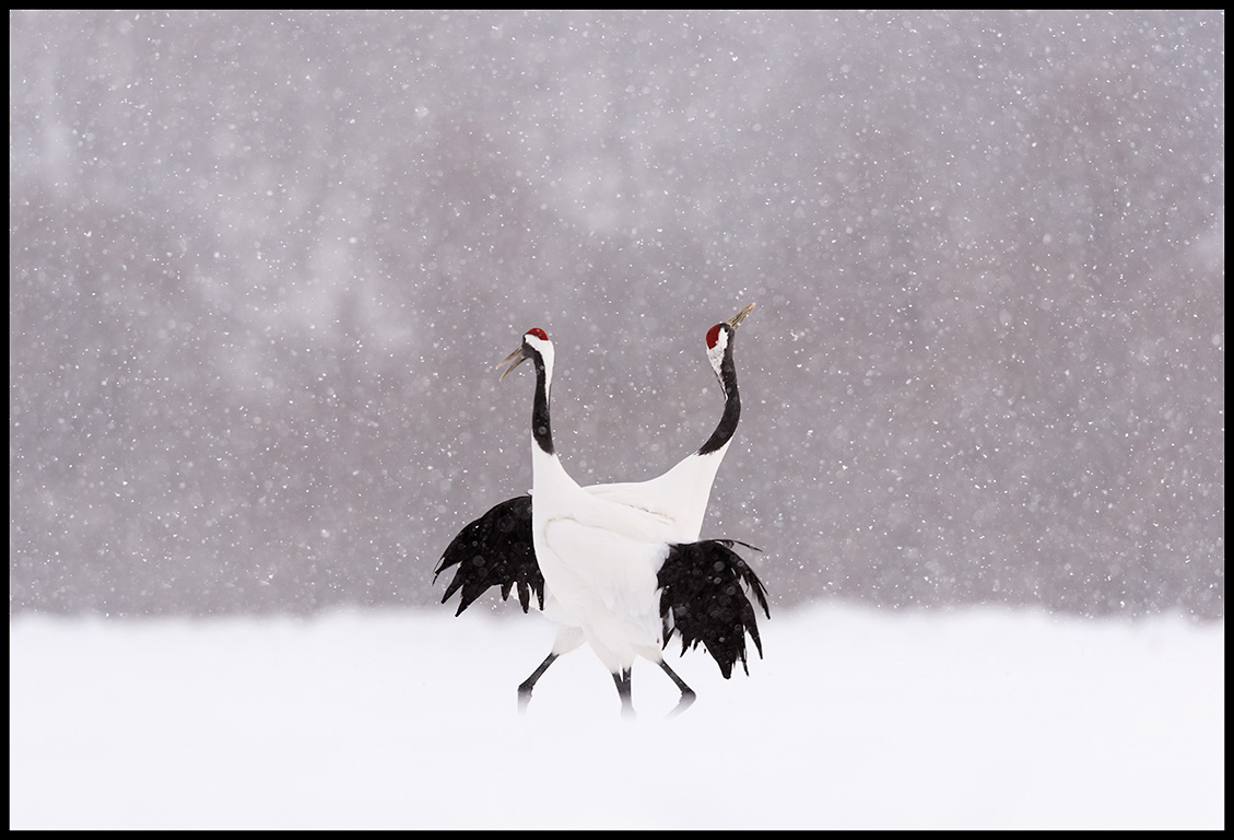 Cranes display in snow