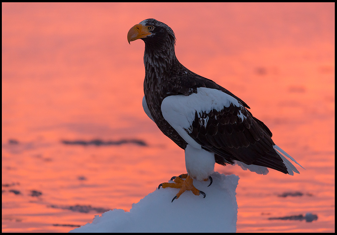 Steller`s Eagle at dawn