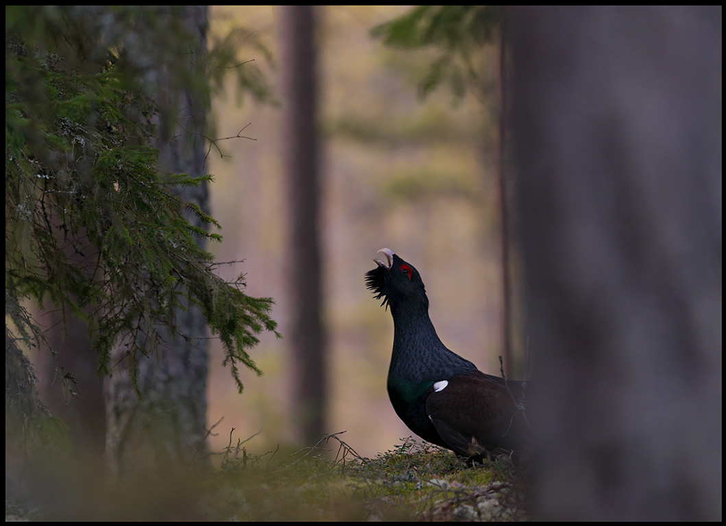 A male Capercaillie deep in the forest - Vstmanland