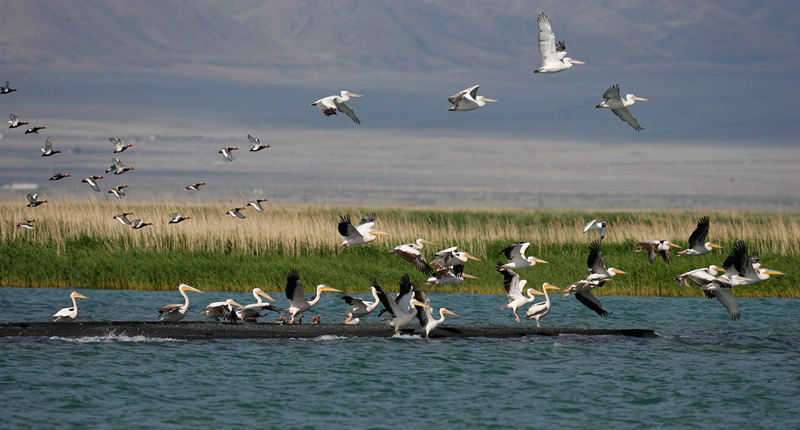 White & Dalmatian Pelicans 060603-721(+Red-crested Pochards)