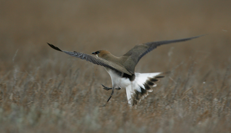 Black-winged Pratincole 060606-614