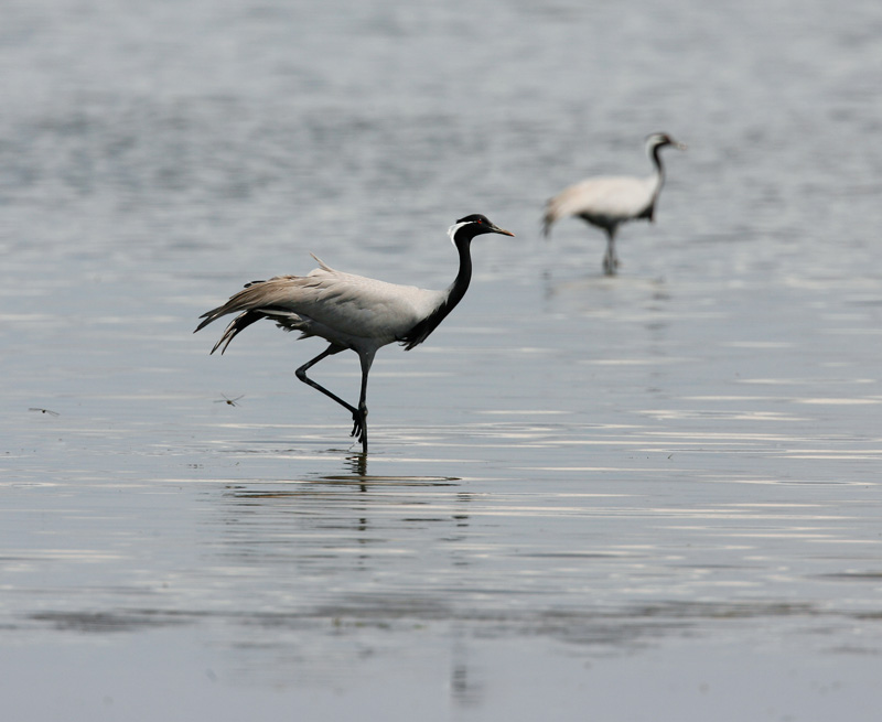 Demoiselle Crane 060607-647