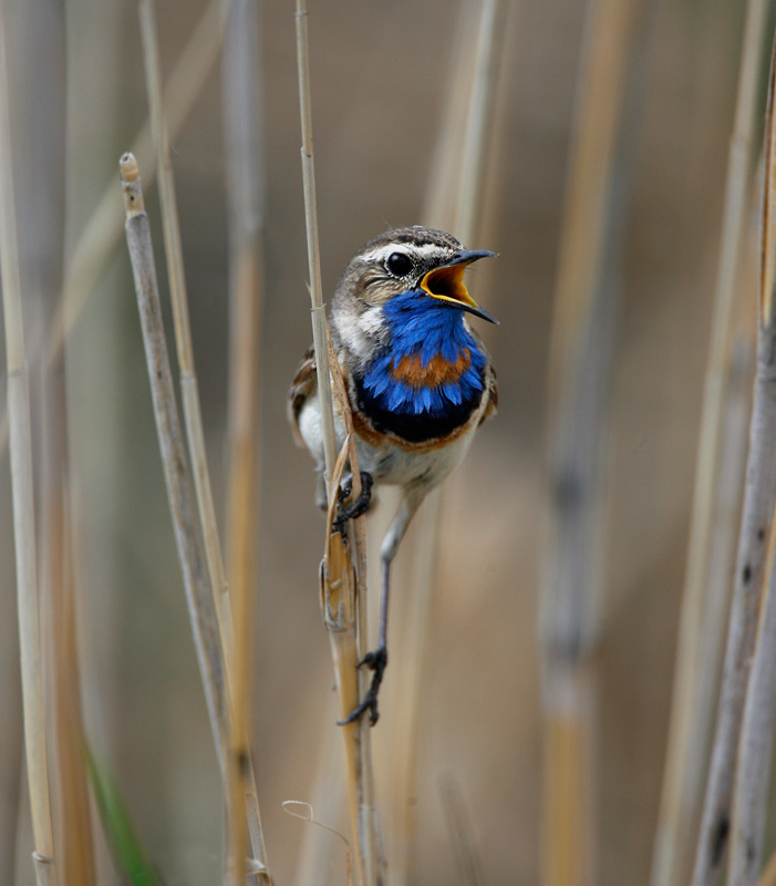 Bluethroat 060607-698