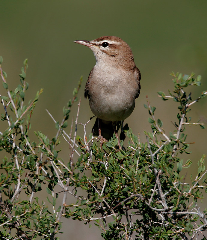 Rufous-tailed Scrub Robin