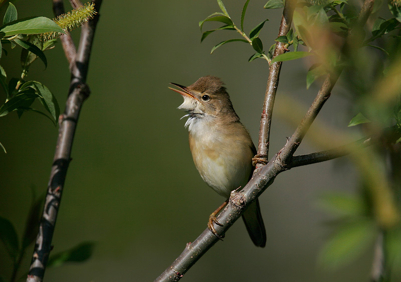 Marsh Warbler