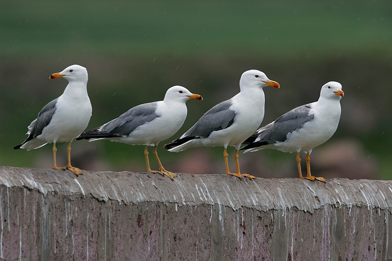 Armenian Gulls