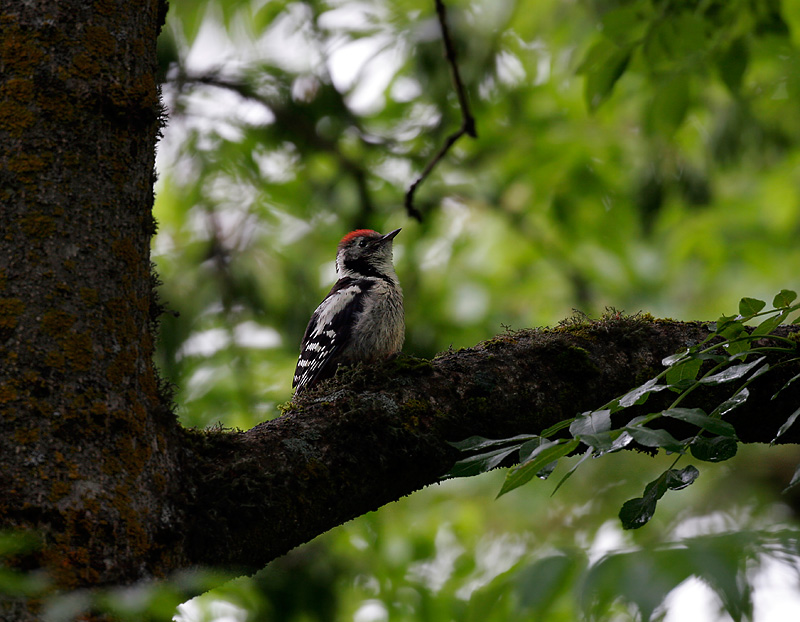 Middle Spotted Woodpecker