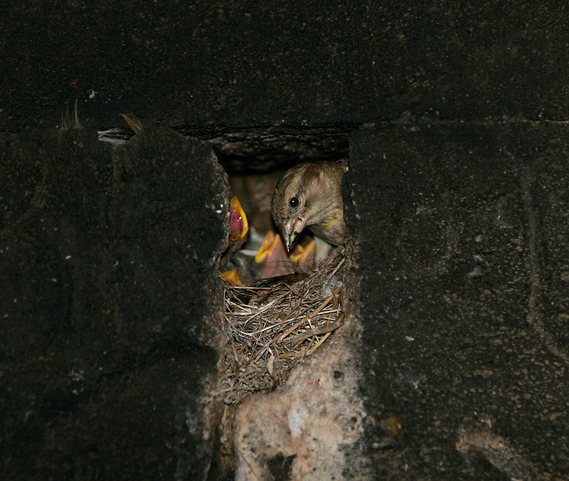 Rock Sparrow nesting in old church