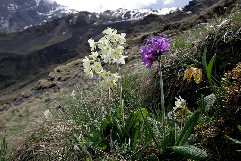 Caucasian flowers on 2500 m altitude