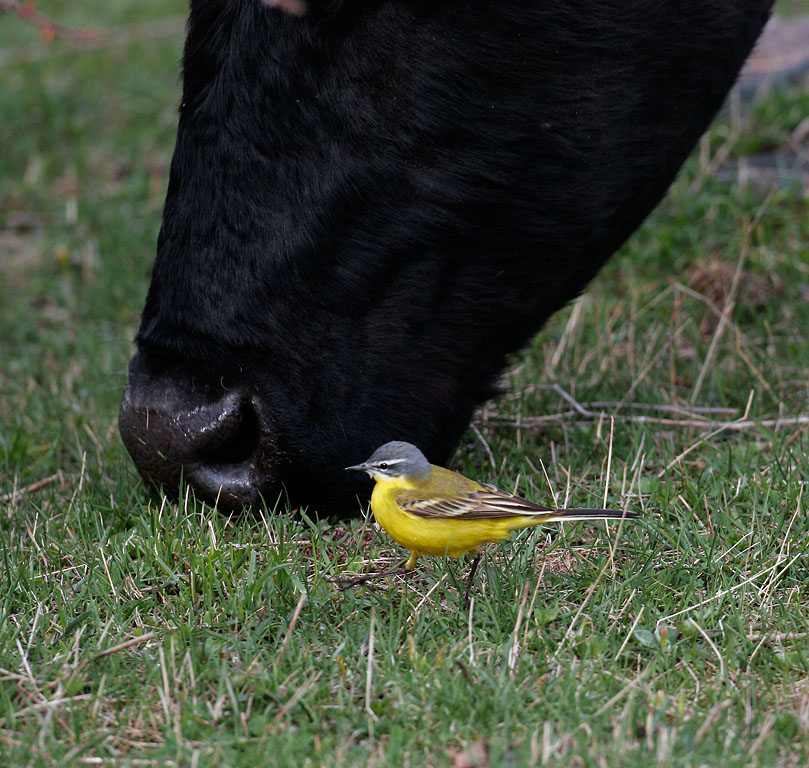 Yellow Wagtail and cow looking for food together in Kazbegi