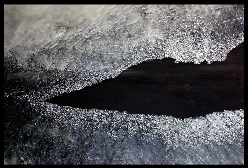 Frozen bird