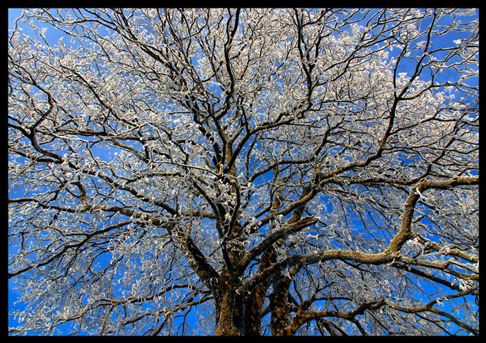 Tree on Smaland highland - Klavrestrm