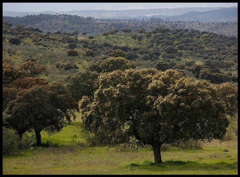 Extremadura landscape - close to portugise border